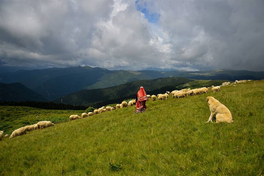 Giresun Bektaş Plateau